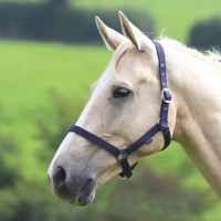SHIRES Недоуздок "Wessex", COB, синий